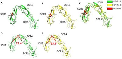 Atypical Hemolytic Uremic Syndrome-Associated FHR1 Isoform FHR1*B Enhances Complement Activation and Inflammation